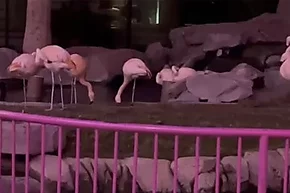 Se robaron un flamenco del Flamingo: un repaso a las redes sociales